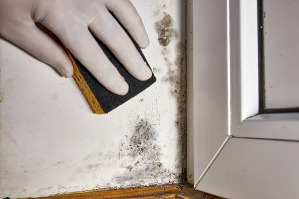 Best Air Quality Testing for Mold Spores  in Gurdon, AR